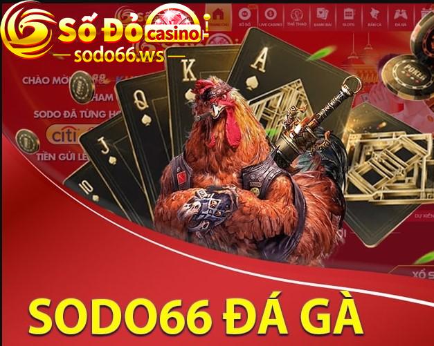 Các bước tiến hành chơi đá gà tại Sodo66 dễ dàng